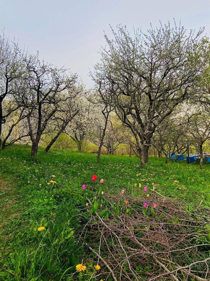 Cottage Kolekjeski Struga Eksteriør bilde